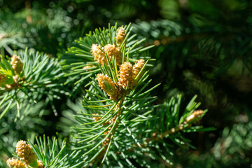 Buds on branches of blue spruce Picea pungens with blue needles.  Nature concept for design. Place for your text. Selective focus