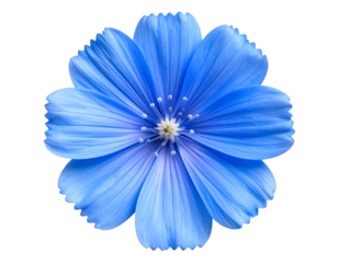 “Single Blue Flower with Detailed Petals, Top-Down View, Isolated PNG”