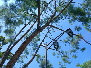 tree in the sky.
tree branches against blue sky