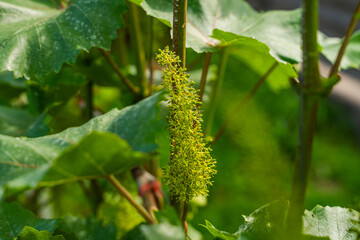 Blooming bunch of grapes in the vineyard, close-up. Germinated grapes