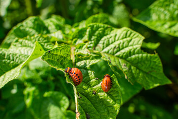 Colorado potato beetle larva eating potato leaves, close-up
