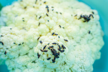 Cauliflower with beetle pests close up. Cauliflower inflorescence and a lot of black beetles...