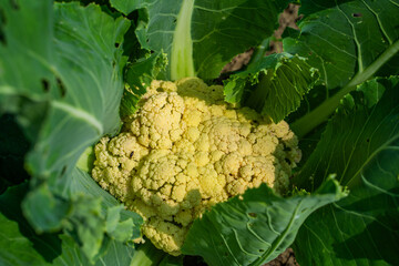 Cauliflower growing in a vegetable garden, beetles Carpophilus hemipterus, close-up
