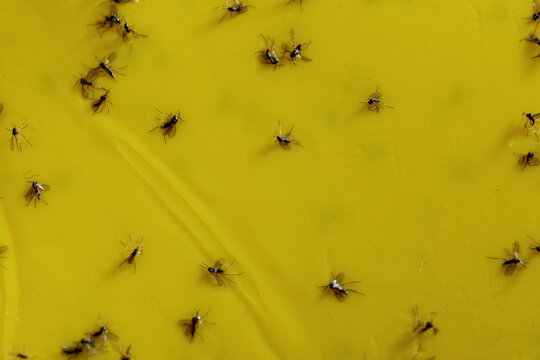 Macro photo: Numerous fungus gnats on yellow stickers - pest control without chemicals