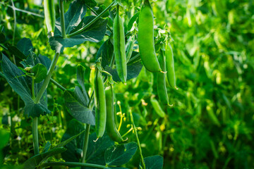Green pea pods growing in the garden, close-up