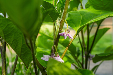 Blooming eggplant, close-up of purple flower