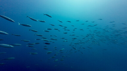 School of fish in the thickness of water. Underwater view of a school of fish against the background of the blue sea. In the depths of the ocean background.