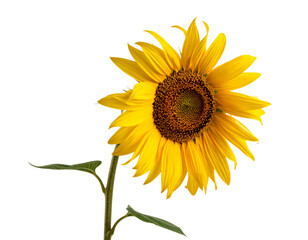 Fototapeta premium Single Withered Sunflower with Drooping Petals, Isolated on a Transparent Background”