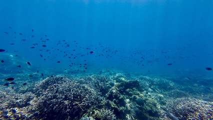 Background of the underwater world in the tropical sea. View of a coral reef under water illuminated by sun rays. Sun rays pass through the thickness of water on a coral reef.