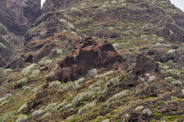 Volcanic slope with Euphorbia canariensis