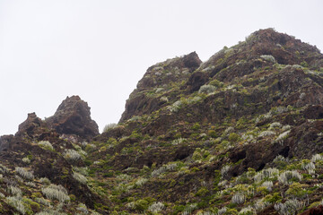 Volcanic slope with Euphorbia canariensis