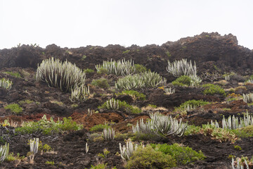 Volcanic slope with Euphorbia canariensis