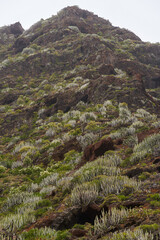 Volcanic slope with Euphorbia canariensis