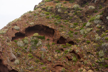 Eroded cliff with caves and euphorbia plants
