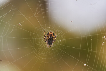 Araneus diadematus on orb web