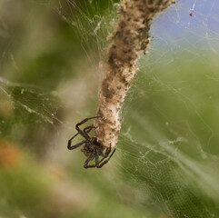 Cyrtophora citricola on tent web