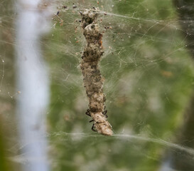 Cyrtophora citricola on tent web