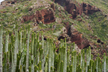 Volcanic slope with Euphorbia canariensis