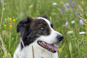 happy white dog playing in green grass