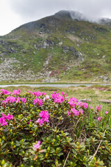 Obraz premium green landscape in Rodnei mountains Romania