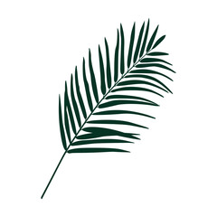 Tropical Palm leaf silhouette. Chamaedorea. Vector isolated on white background