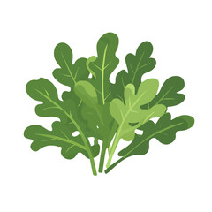 My Simple flat 2D illustration of a arugula leaves group isolated on a white background, vector 2D design, icon, flat 2d illustration art, Eps painting, Vector set