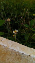 Wildflowers growing in the bushes. Beautiful wild flowers on the side of the road. Close up photo. Blurred background.