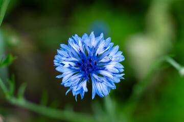 Vibrant blue cornflower close-up.