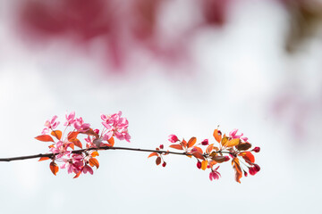 closeup of the pink blooming tree