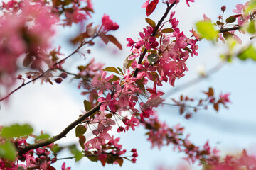 closeup of the pink blooming tree