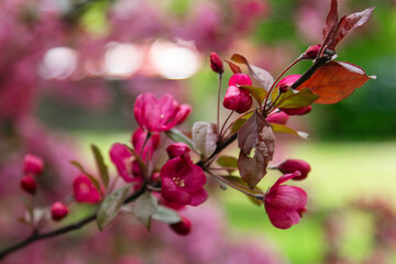 closeup of the pink blooming tree