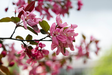 closeup of the pink blooming tree