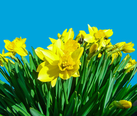 Yellow spring daffodils on a blue background.