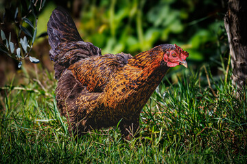 chicken rooting in grass
