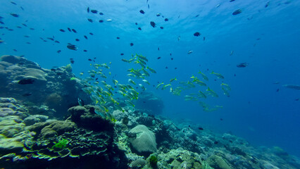 Coral reef and fishes. A coral reef and fish in a warm tropical sea. View of a coral reef, schools of tropical fish in a shallow sea in clear transparent water.