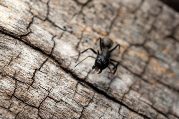 Ant, wooden background