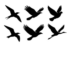 Obraz premium Flying Bird Silhouettes