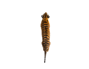 Top-Down View: Powerful Tiger Full Body (Transparent Background)