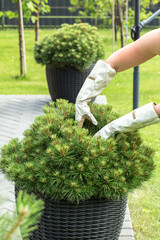 hands in garden gloves collecting fallen needles from the ground under a coniferous tree. One hand...