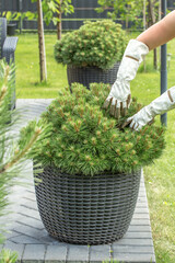 hands in garden gloves collecting fallen needles from the ground under a coniferous tree. One hand...