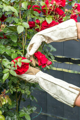 hands in gardening gloves, carefully interacting with a lush bush of red roses. Hands trim or...