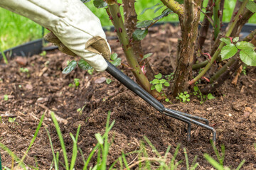 The process of loosening the soil around the base of a rose bush. A black garden tool, similar to a...