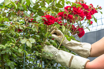 hands in gardening gloves, carefully interacting with a lush bush of red roses. Hands trim or...