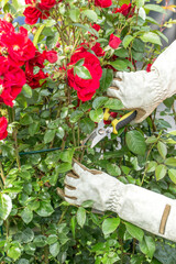hands in light gardening gloves pruning a lush bush of red roses. In their hands are garden shears...