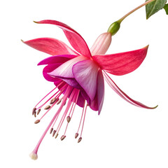 fuchsia