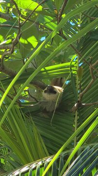 Vertical View of Sloth Sleeping on Tree Branch in Rainforest of Costa Rica
