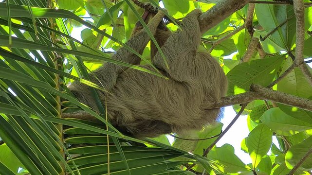 Two Toed Sloth Sleeping on Tree Branch in Tropical Rainforest, Close Up
