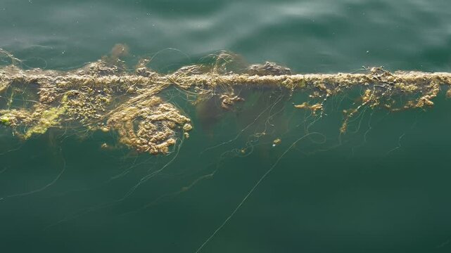 Life Line. Algae growth on mooring ropes thrives in polar summer sun. Lofoten, Northern Noway