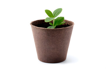 Eco-friendly seedling sprouting in a compostable pot. Ideal for sustainability themes, gardening visuals, and eco product promotions.