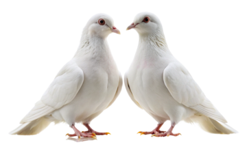 two pigeons on white background